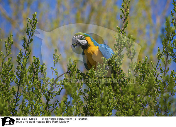Gelbbrustara Vogelpark Marlow / blue and gold macaw Bird Park Marlow / SST-12888