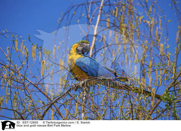 Gelbbrustara Vogelpark Marlow / blue and gold macaw Bird Park Marlow / SST-12892