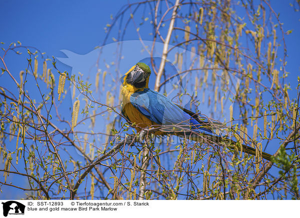 Gelbbrustara Vogelpark Marlow / blue and gold macaw Bird Park Marlow / SST-12893