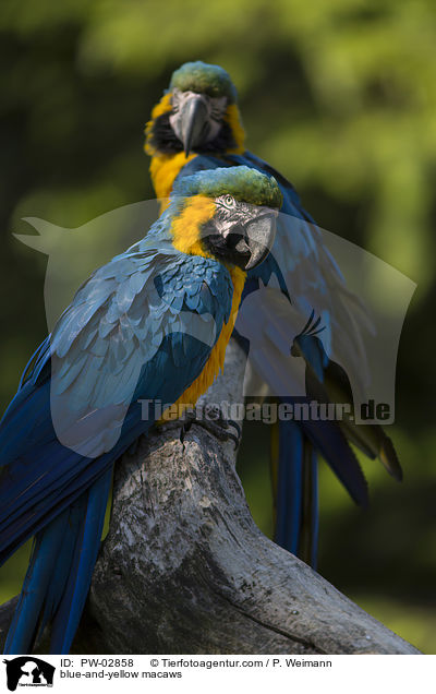 Gelbbrustaras / blue-and-yellow macaws / PW-02858