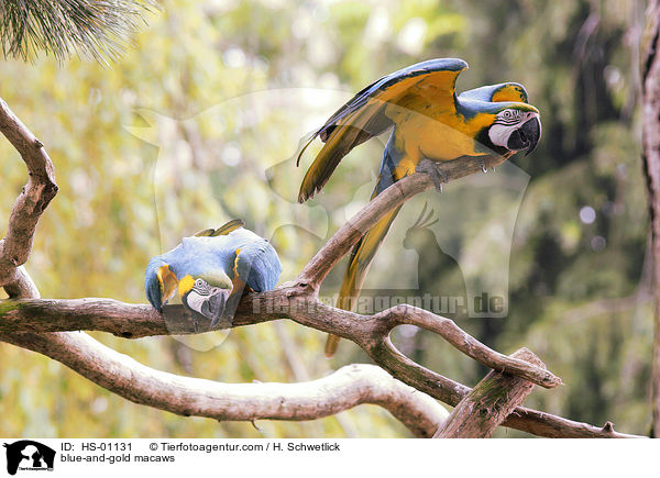 Gelbbrustaras / blue-and-gold macaws / HS-01131