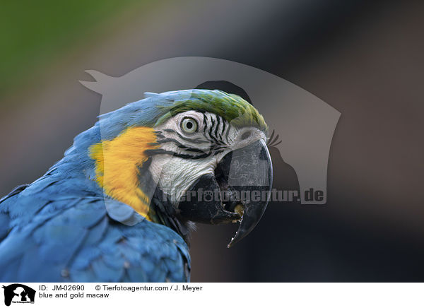 blue and gold macaw / JM-02690