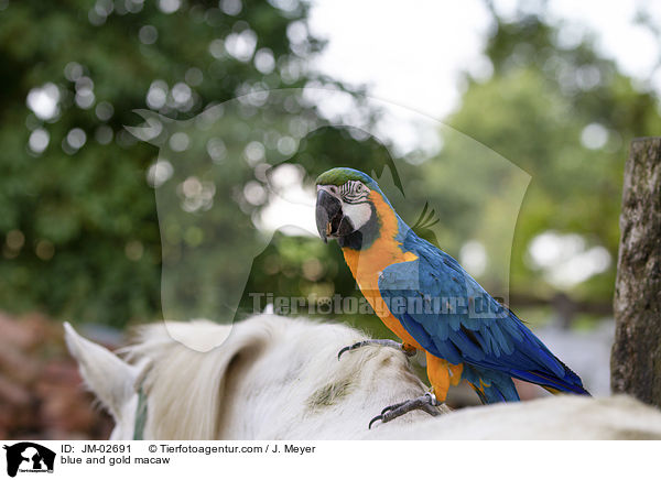 Gelbbrustara / blue and gold macaw / JM-02691