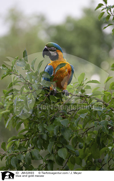 blue and gold macaw / JM-02693