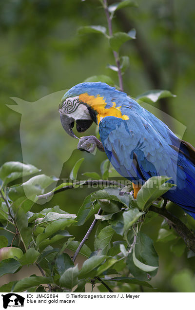 blue and gold macaw / JM-02694