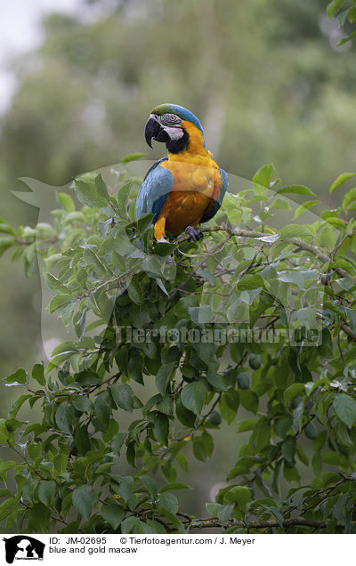 blue and gold macaw / JM-02695