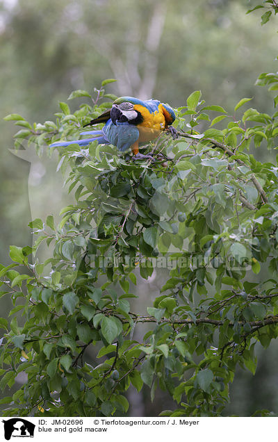 blue and gold macaw / JM-02696