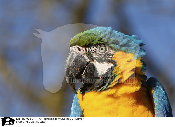 Gelbbrustara / blue and gold macaw / JM-02697
