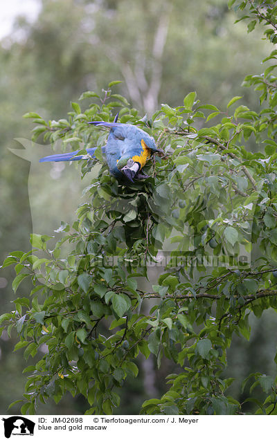 blue and gold macaw / JM-02698