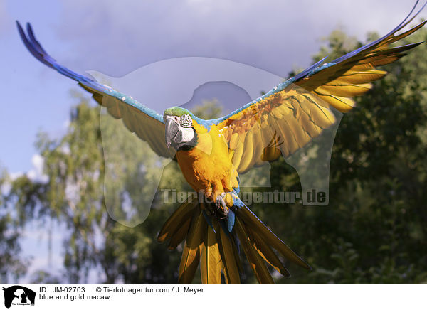 blue and gold macaw / JM-02703