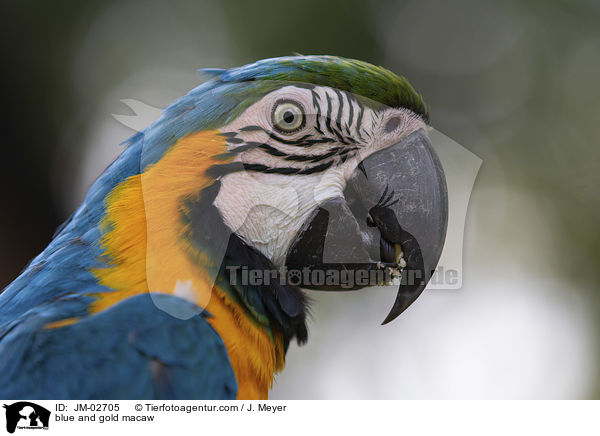 blue and gold macaw / JM-02705