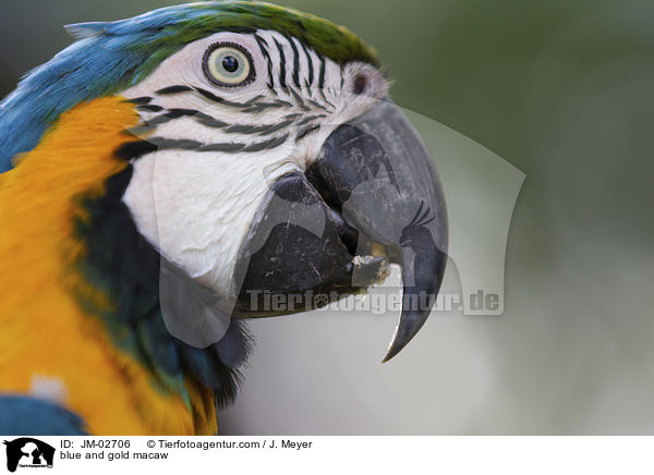blue and gold macaw / JM-02706