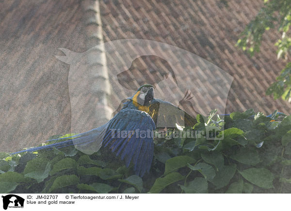 blue and gold macaw / JM-02707