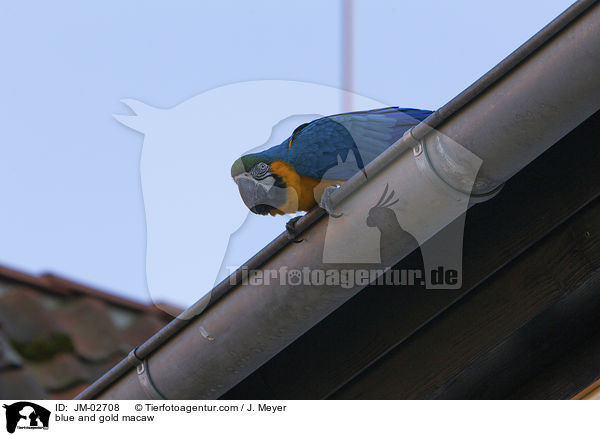 Gelbbrustara / blue and gold macaw / JM-02708