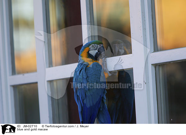 blue and gold macaw / JM-02710