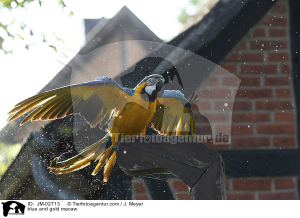 Gelbbrustara / blue and gold macaw / JM-02713