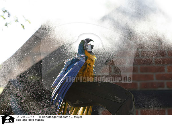 blue and gold macaw / JM-02715