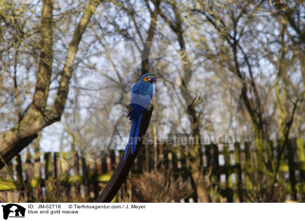 Gelbbrustara / blue and gold macaw / JM-02718