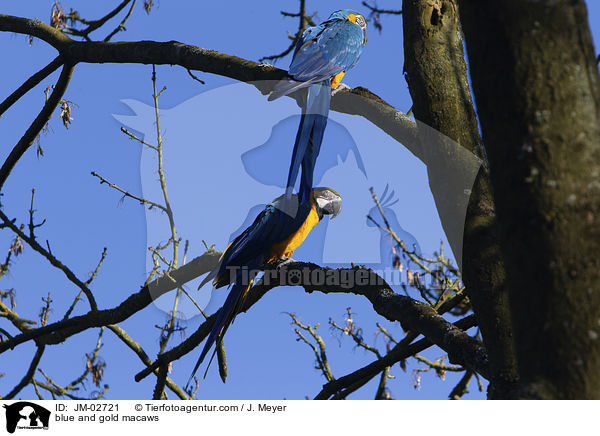 blue and gold macaws / JM-02721