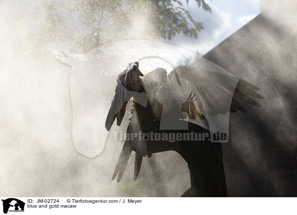 Gelbbrustara / blue and gold macaw / JM-02724