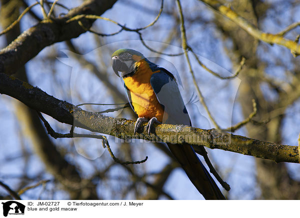 blue and gold macaw / JM-02727