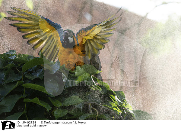Gelbbrustara / blue and gold macaw / JM-02728