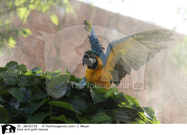 Gelbbrustara / blue and gold macaw / JM-02729