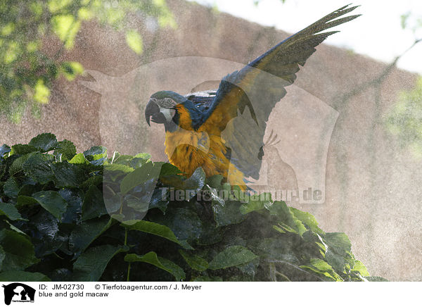 blue and gold macaw / JM-02730