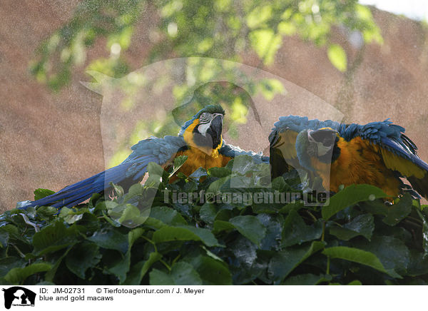 blue and gold macaws / JM-02731