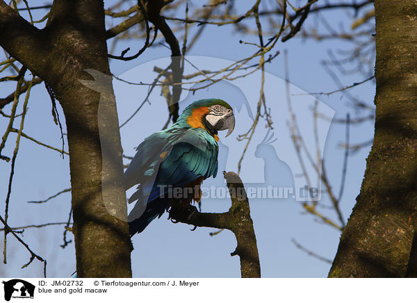 Gelbbrustara / blue and gold macaw / JM-02732