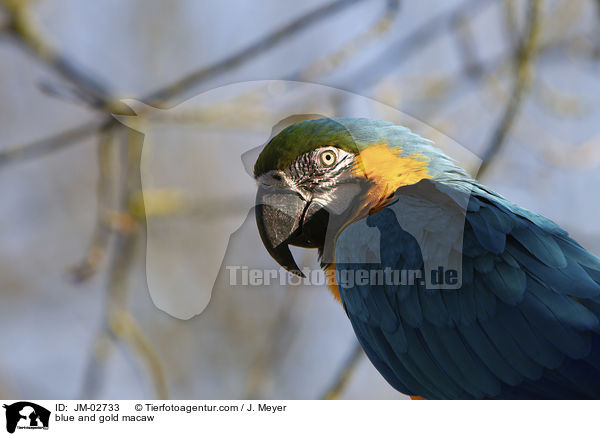 blue and gold macaw / JM-02733