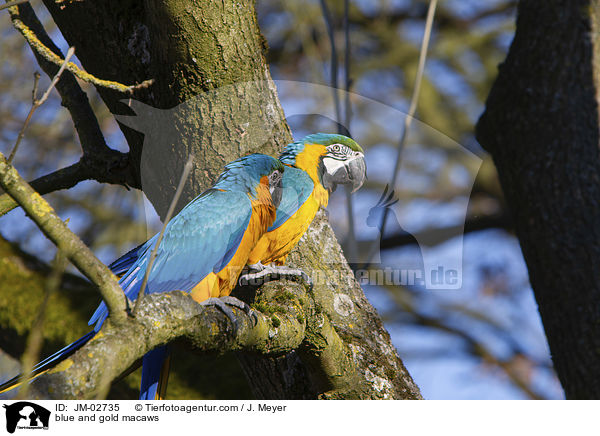 blue and gold macaws / JM-02735