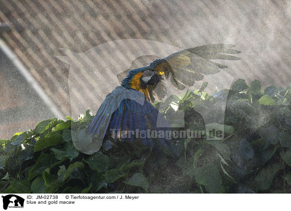 blue and gold macaw / JM-02738