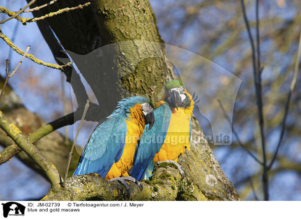 blue and gold macaws / JM-02739