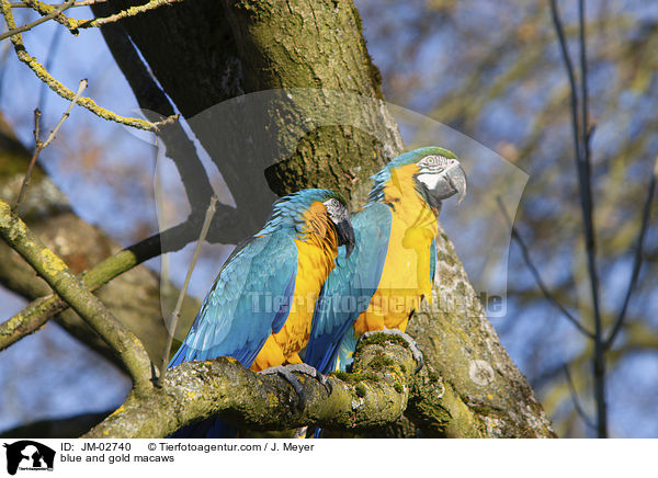 Gelbbrustaras / blue and gold macaws / JM-02740