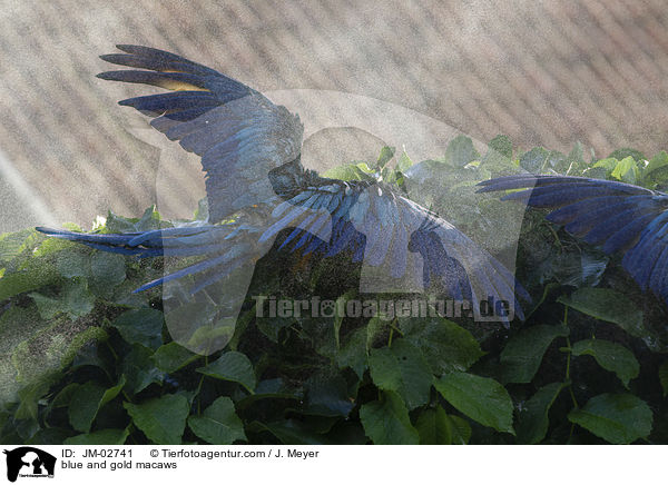 Gelbbrustaras / blue and gold macaws / JM-02741