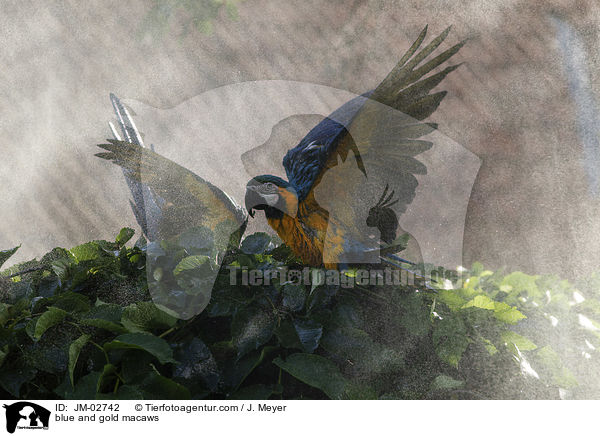 blue and gold macaws / JM-02742
