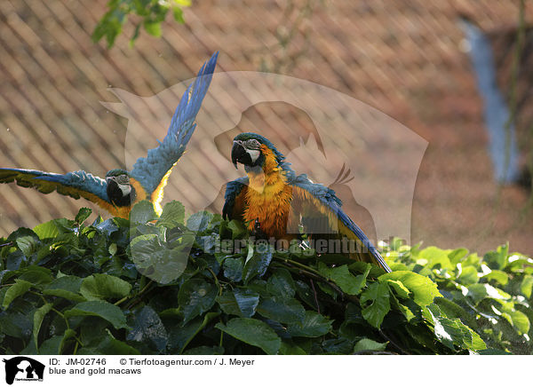 Gelbbrustaras / blue and gold macaws / JM-02746