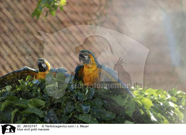 Gelbbrustaras / blue and gold macaws / JM-02747