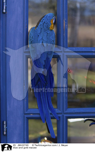 Gelbbrustara / blue and gold macaw / JM-02749