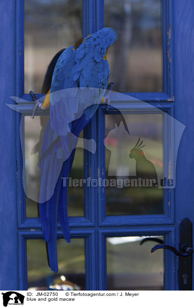 Gelbbrustara / blue and gold macaw / JM-02750
