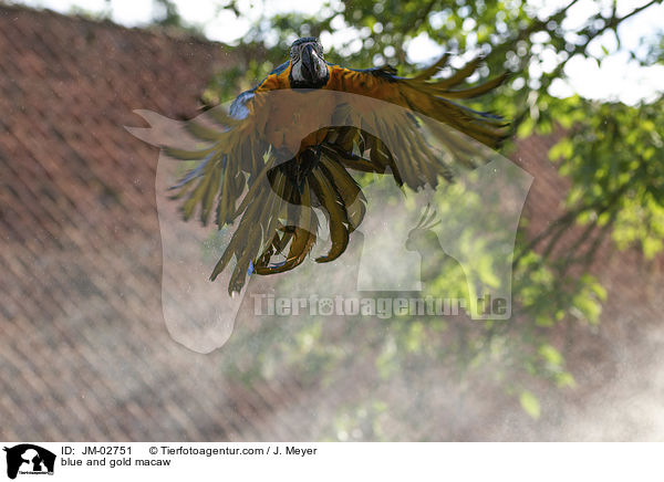 blue and gold macaw / JM-02751