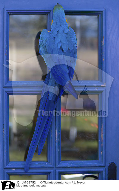 Gelbbrustara / blue and gold macaw / JM-02752