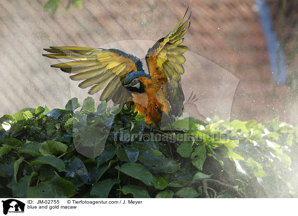 Gelbbrustara / blue and gold macaw / JM-02755
