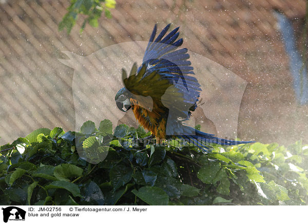 Gelbbrustara / blue and gold macaw / JM-02756
