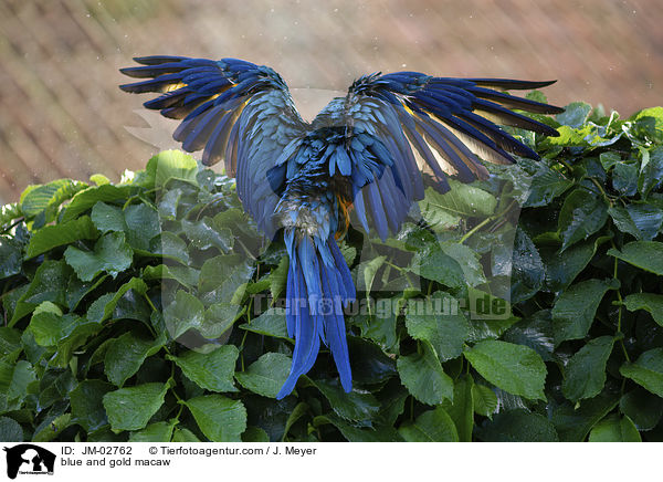 Gelbbrustara / blue and gold macaw / JM-02762