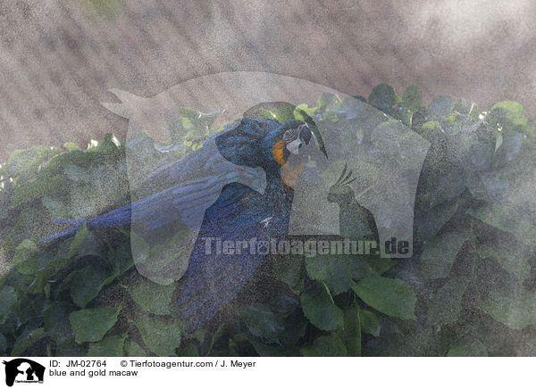 Gelbbrustara / blue and gold macaw / JM-02764