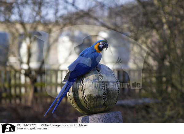 blue and gold macaw / JM-02771