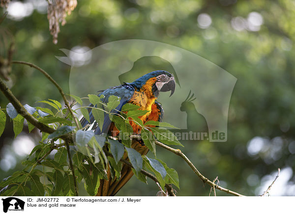 Gelbbrustara / blue and gold macaw / JM-02772