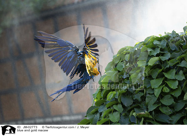 blue and gold macaw / JM-02773